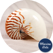 8649 - Nautilus Natural Feature 15cm